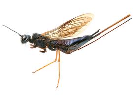   Sirex longicauda  female lateral habitus; photo by H. Goulet, CNC 
